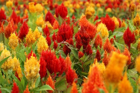 garden of flowers             の写真素材