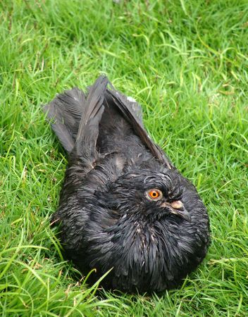 pigeon                              の写真素材