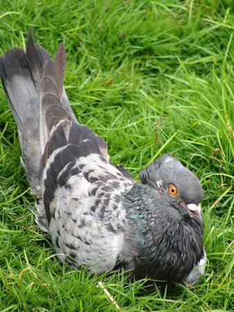    pigeon bird                            の写真素材