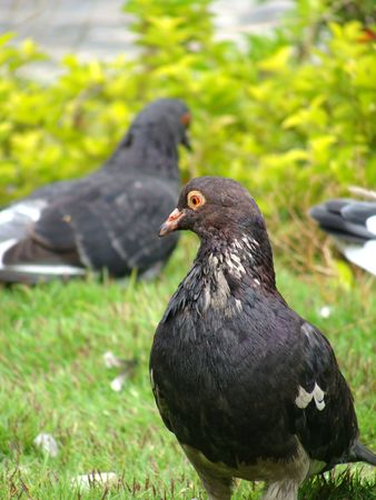 pigeon bird                              の写真素材