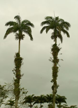  pine trees                              の写真素材