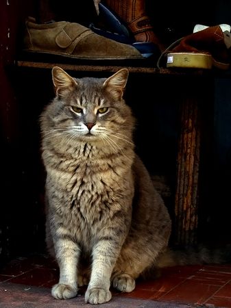    cat                            の写真素材