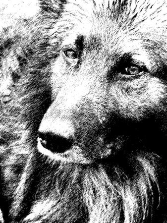 dog face                               の写真素材