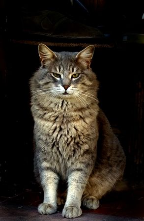   cat                             の写真素材