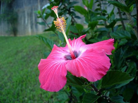  flower                              の写真素材