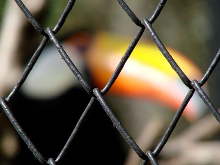  bird in cage                              の写真素材