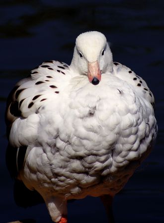 australian goose                  の写真素材