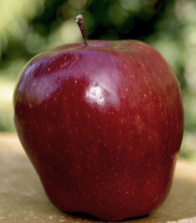 red apple                の写真素材