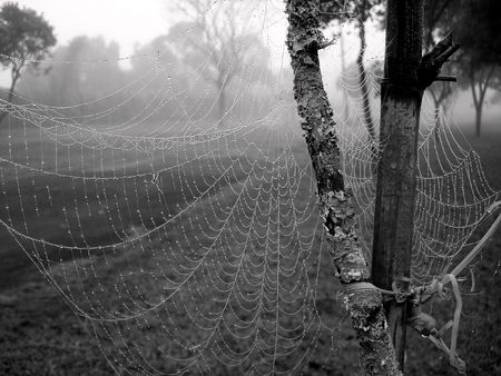 spider netの写真素材