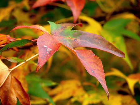 fallの写真素材