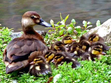  wild mother duck with her chicks                              の写真素材