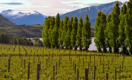 New Zealand vineyard enjoying a treelined lake and mountain viewの写真素材