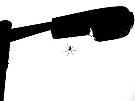 Large spider hanging from streetlight.の写真素材