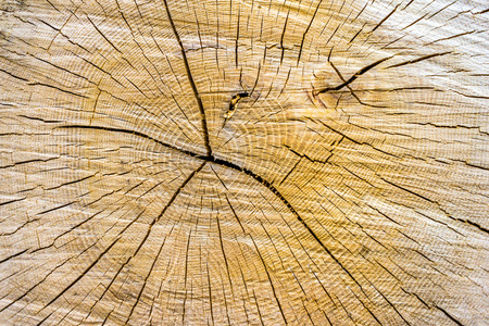 Wood Backgroundの写真素材