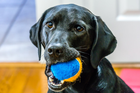 Black Labrador Retriever with Ball in her Mouth Ready to Playの写真素材