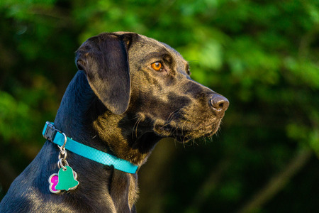 Black Labrador Retrieverの写真素材