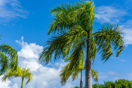 Palm Tress in Paradiseの写真素材