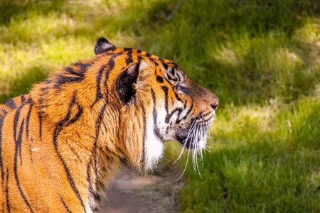 Tiger Walking around in the grass.の写真素材