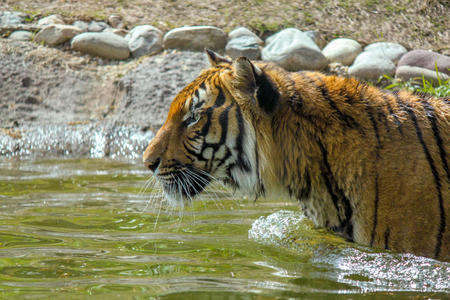 Tiger Walking into the Water