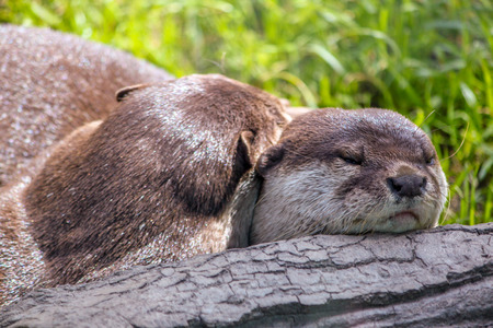Otters Cuddling on a Logの写真素材