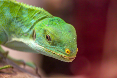 Green Lizard Close up Looking at the Camera