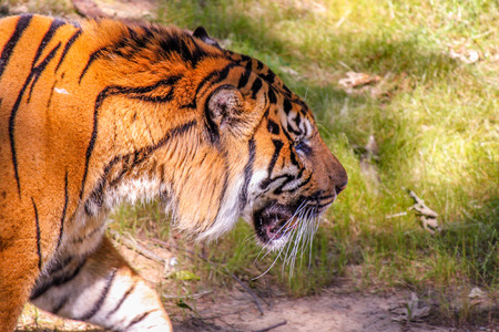 Tiger Walking around in the grass.の写真素材