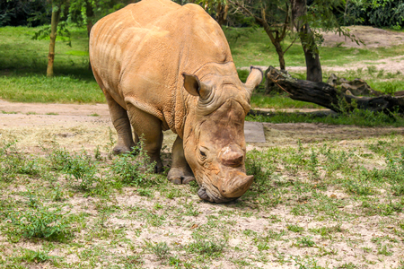 White Rhino Eating Aloneの写真素材