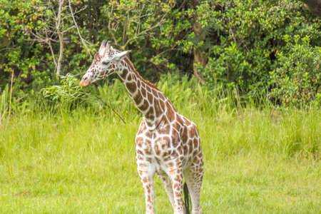Giraffe Eating from a Treeの写真素材