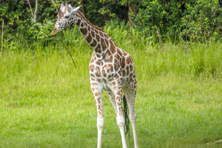 Giraffe Eating from a Treeの写真素材
