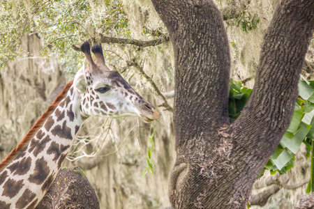 Giraffe Eating from a Treeの写真素材