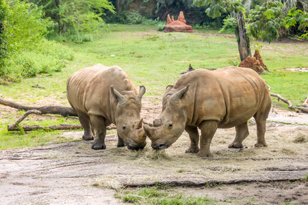 Two White Rhinos Eating Togetherの写真素材