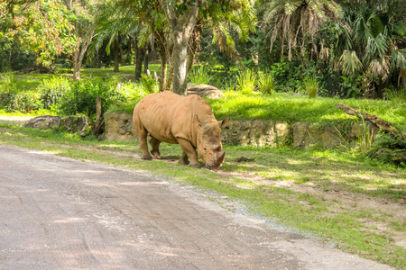 White Rhino Eating Aloneの写真素材