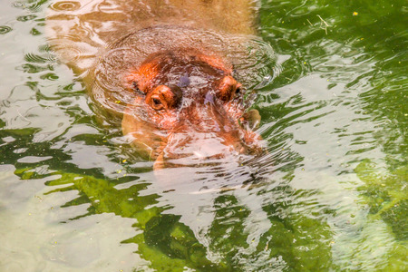 Hippos in the Water Eating with Mouth Open
