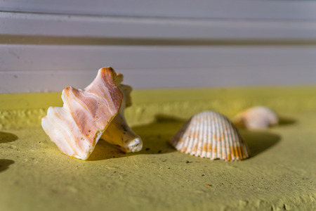 Close Up of Sea Shells