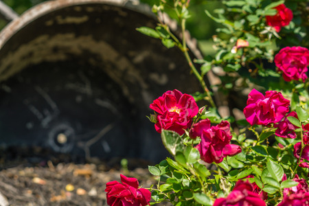 Red Roses Blooming in the Spring Timeの写真素材