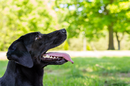 Black Labrador Posing for the Cameraの写真素材