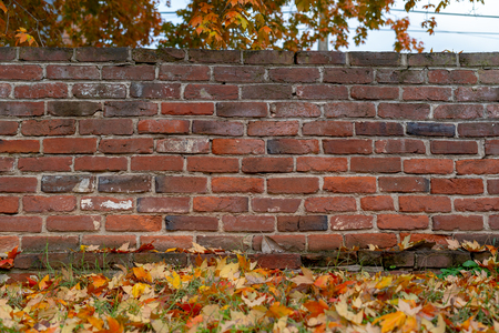 Fall Leaves and Brick Wallの写真素材