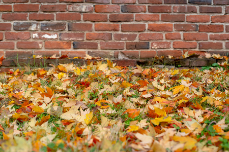 Fall Leaves and Brick Wallの写真素材