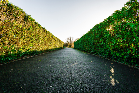 Hedges down a walkwayの写真素材
