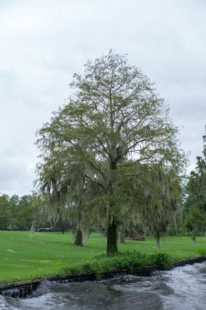 Weeping Willow Treeの写真素材