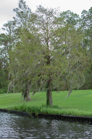 Weeping Willow Treeの写真素材