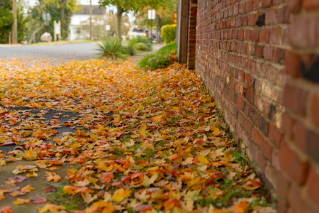 Yellow Fall Leaves on the Side Walkの写真素材