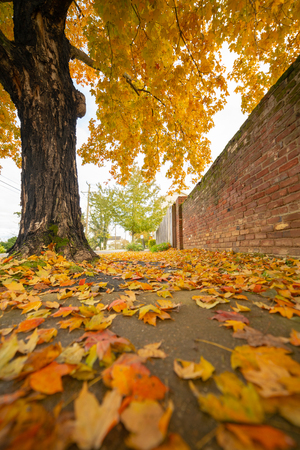Yellow Fall Leaves on the Side Walkの写真素材