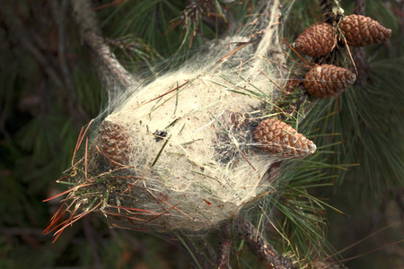Pine cones with spider webの写真素材