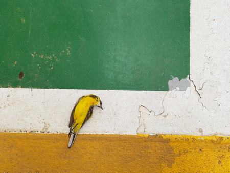 Yellow bird on the ground with green and white painted background.の写真素材