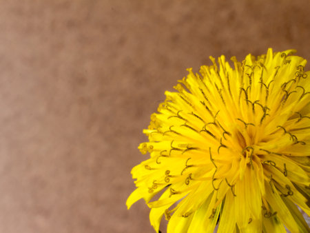 Yellow dandelion flower on a brown background with copy space.の写真素材