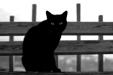A striking black cat sits on a weathered wooden bench, its piercing eyes contrasting against a bright, blurred background. The silhouette creates an air of mystery and intrigue.の写真素材
