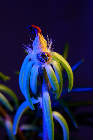 Macro image of a withered moss rose (Portulaca) flower, dramatically lit with blue and purple tones....
