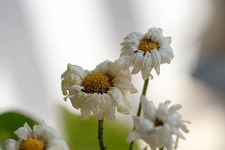 White daisy flowers on a white background with a blurred background.の写真素材