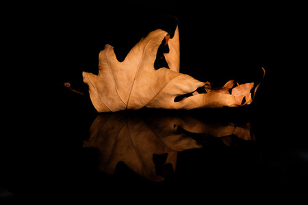 A leaf is laying on a dark surface